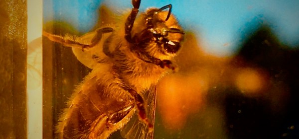 Bee Kind: Ian Timothy